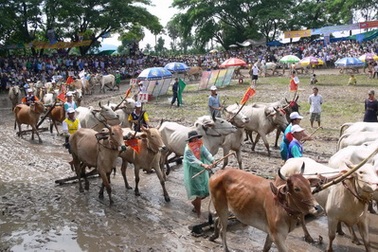 Đặc sắc giải đua bò Bảy Núi lần thứ 19