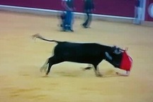 Chú bò nổi điên húc rách quần của khán giả quá khích