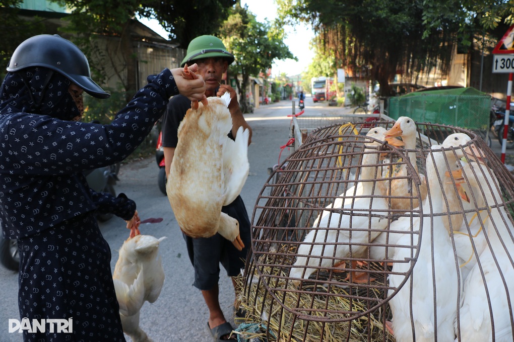 Khách vừa bóp vừa nặn, chủ bán cả trăm con vịt ngày Tết Đoan Ngọ - 6 Khách vừa bóp vừa nặn, chủ bán cả trăm con vịt ngày Tết Đoan Ngọ - 6