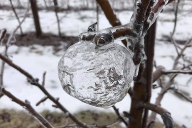 "Táo ma" xuất hiện trong ngày thời tiết lạnh cực điểm