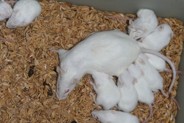 Chuột Hamster không kiểm dịch sẽ bị... tiêu huỷ