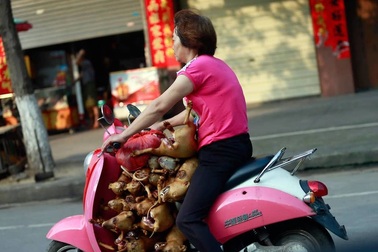 Hàng triệu người ký đơn đề nghị chấm dứt lễ hội thịt chó