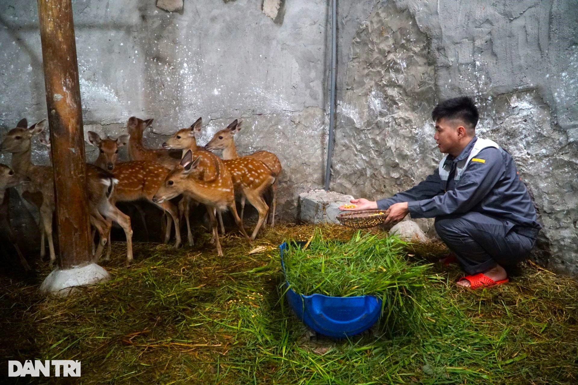 Chàng trai trẻ kiếm trăm triệu đồng mỗi tháng bỏ về quê, mơ làm vua hươu - 3 Chàng trai trẻ kiếm trăm triệu đồng mỗi tháng bỏ về quê, mơ làm vua hươu - 3