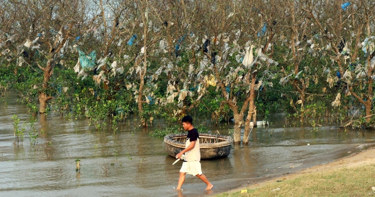 Rác thải bủa vây rừng bần, túi ni lông "thít cổ" mầm xanh
