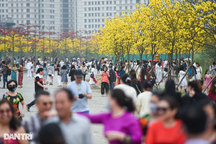 Vườn hoa phong linh gây "sốt" ở Hà Nội dừng đón khách chụp ảnh