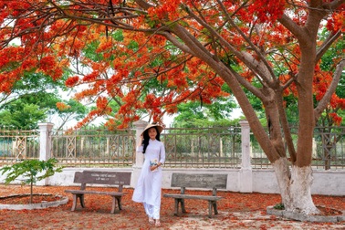 Hoa phượng "nhuộm" đỏ sân trường ở phố núi Gia Lai