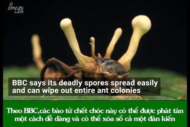 “Dựng tóc gáy” với những loài nấm kinh dị nhất hành tinh