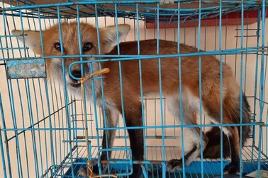 Công an bàn giao cáo, mèo rừng cho vườn Quốc gia Pù Mát