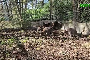 Khu vực nuôi nhốt 4 cá thể chuột túi ở Sapa