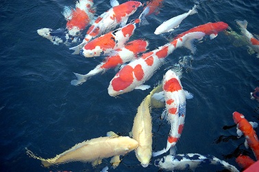 Chiêm ngưỡng hồ cá chép Nhật trị giá tiền tỷ tại TP.HCM