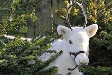 Tuần lộc trắng như tuyết cực hiếm