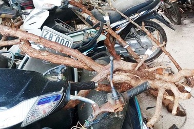 Nhức nhối nạn đào trộm gốc hoa hồng cổ ở Đà Lạt