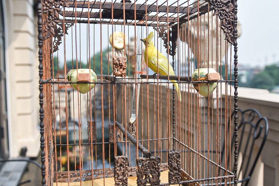 5 lần 7 lượt lên núi mua hoàng mào, đại gia từ chối bán dù được trả tiền tỷ - 9