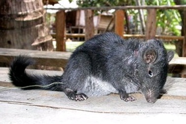 Lại bắt được chuột đá tuyệt chủng cách đây 11 triệu năm