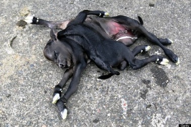 Con bê có 2 thân, 4 tai và 8 chân