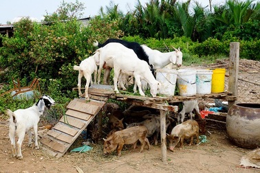 Bí thư Nguyễn Thiện Nhân chỉ đạo kiểm tra vụ bán 32ha đất công giá "bèo"