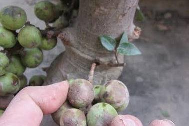 Tiền mất bực mang vì cây cảnh “502” hoành hành