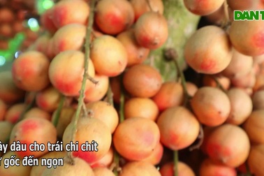 Mùa dâu đất xứ Tiên