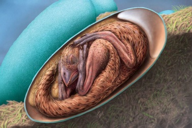 Khủng long nguyên vẹn bên trong quả trứng 70 triệu năm tuổi