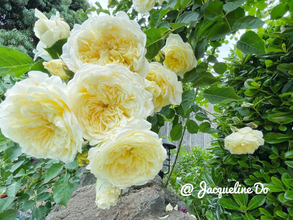 Ngắm vườn ngàn gốc hoa khoe sắc quanh năm của mẹ Việt ở Mỹ - 8