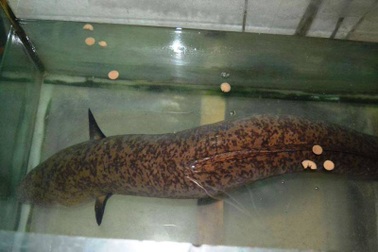 Bắt được cá chình “khủng” dài 1,6m, nặng hơn 11kg