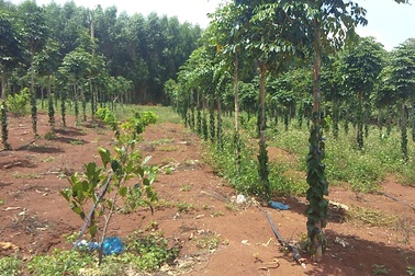 Vợ giám đốc lâm nghiệp lấn chiếm đất rừng do... chồng quản lý