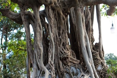 Cây sanh lá móng giá 2,5 tỷ đồng: Đang đại hạ giá!