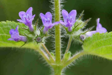 Chiết xuất từ cây Tía tô giới có thể loại bỏ tế bào ung thư vú