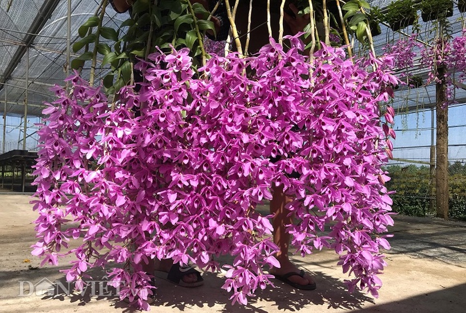 Giàn phong lan giả hạc thanh củi khủng của 9X Lâm Đồng - 4 Giàn phong lan giả hạc thanh củi khủng của 9X Lâm Đồng - 4