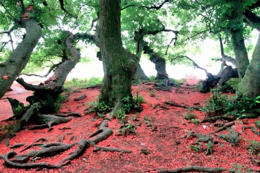 Ngắm quần thể lộc vừng trăm tuổi trải thảm đỏ rực ở Phú Thọ