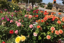 Vợ chồng Việt biến sân 60m2 tại Úc thành "công viên hoa hồng" ấn tượng