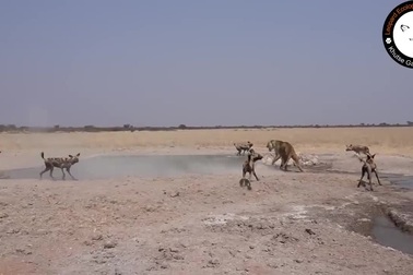 Kịch tính màn đụng độ giữa sư tử và bầy chó hoang