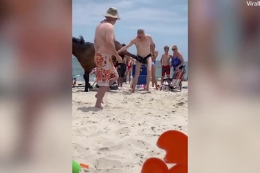 Du khách bị ngựa hoang đá trúng vào bộ phận “nhạy cảm”