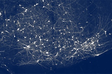 Các nhà nghiên cứu tìm ra “trung tâm chỉ huy” dòng máu trong não con người