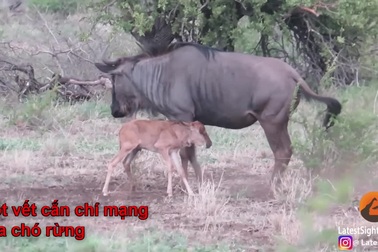 Linh dương mẹ đơn độc chống lại bầy chó hoang châu Phi để bảo vệ con non