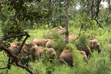 Đăk Lăk: Voi dữ quấy phá hàng trăm hộ dân