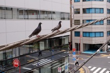 Nhật Bản bắt tài xế taxi đâm chết chim bồ câu rồi bỏ chạy