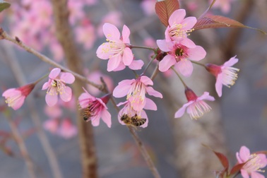 Mê mẩn trước vẻ đẹp quyến rũ của mai anh đào Đà Lạt