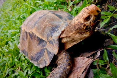 Giải cứu cá thể rùa trán vàng cực quý hiếm