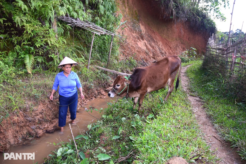 Chồng u bướu, con bệnh hiểm, người phụ nữ chăn bò thuê gồng gánh gia đình - 4