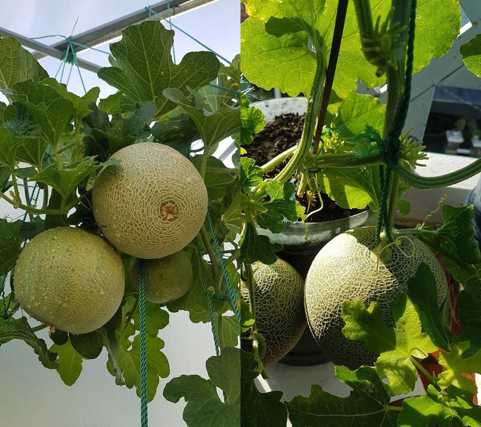 Nhóm bạn rủ nhau làm vườn sân thượng nhiều giống lạ, thu hoạch mỏi tay - 8