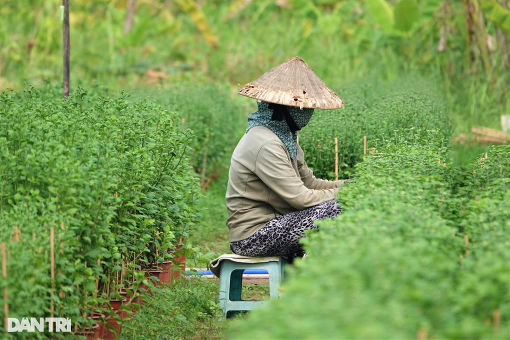 Cả năm phơi nắng trồng hoa Tết, chủ vườn chỉ mong... thu hồi vốn - 4