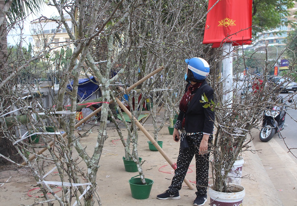 Nhìn tưởng củi khô, mang về Thủ đô hét giá bạc triệu - 1 Nhìn tưởng củi khô, mang về Thủ đô hét giá bạc triệu - 1