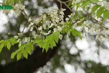 Hà Nội đẹp ngỡ ngàng mùa hoa sưa