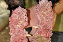 Chiêm ngưỡng gà Đông Tảo có vẩy, móng rồng quý hiếm