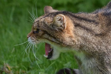 Phát hiện loài mèo hoang dã lớn ở rừng Aberdeenshire