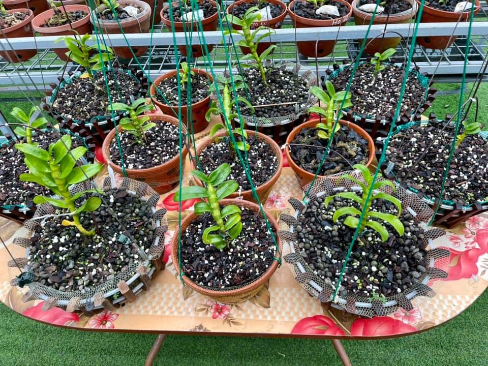 Nghệ nhân hoa lan Phạm Hữu Hùng hướng dẫn các biện pháp xử lý khi hoa lan bị nấm hạt cải - 4 Nghệ nhân hoa lan Phạm Hữu Hùng hướng dẫn các biện pháp xử lý khi hoa lan bị nấm hạt cải - 4