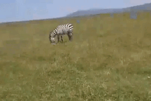 Ngựa vằn đực tàn nhẫn giết chết ngựa con ngay trước mặt mẹ