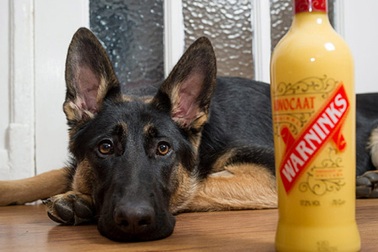 “Cô chó” đi cấp cứu vì uống rượu