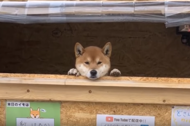 Lạ mắt cảnh chú chó một mình đứng bán khoai lang